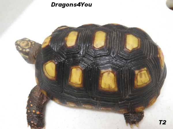 Redfoot Tortoises – Dragons4you