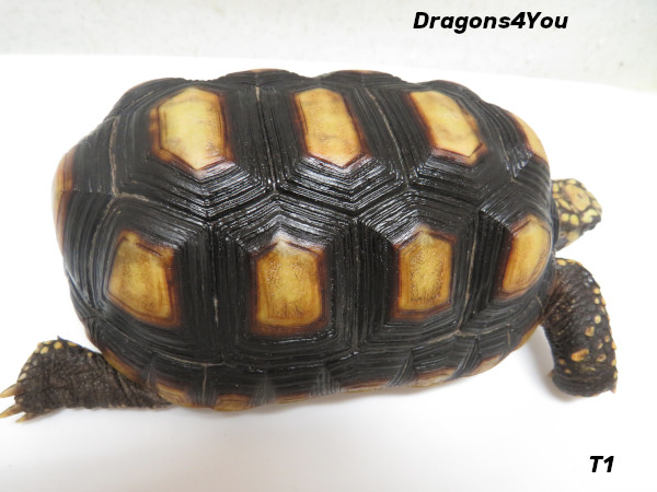 RedFoot Tortoises – Dragons4You