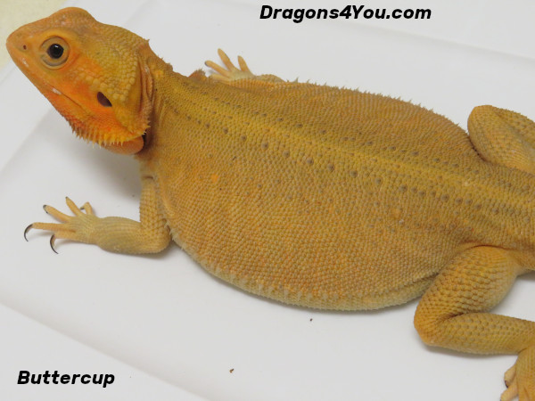 Buttercup