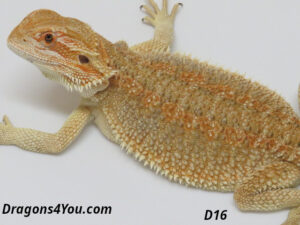 D16