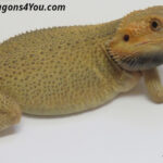 ADULT RTB Trans Poss. Het Witblits