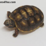 Red-Foot Tortoises for sale