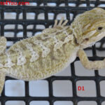 Het Zero Poss Het Hypo/Poss. Het Witblits/Poss. Het Trans
