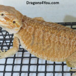 Leatherback Het Trans/Het Zero/Poss Het Witblits