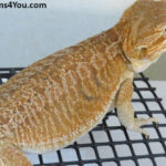 Leatherback Het Trans/Het Zero/Poss Het Witblits