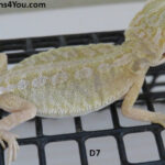 Leatherback Hypo Het Trans/Het Zero Poss. Het Witblits