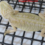 Leatherback Hypo Het Trans/Het Zero Poss. Het Witblits
