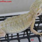 Leatherback Hypo Het Trans/Het Zero Poss. Het Witblits