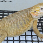 Leatherback Het Hypo Pos Het Zero Pos Het Witblits Pos Het Trans