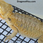 Leatherback Het Hypo Pos Het Zero Pos Het Witblits Pos Het Trans