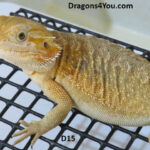 Leatherback Het Hypo Pos Het Zero Pos Het Witblits Pos Het Trans