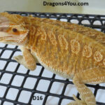 Leatherback Het Hypo Pos Het Zero Pos Het Witblits Pos Het Trans