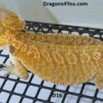 Leatherback Het Hypo Pos Het Zero Pos Het Witblits Pos Het Trans