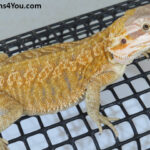 Leatherback Het Hypo Pos Het Zero Pos Het Witblits Pos Het Trans