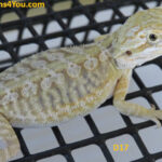 Leatherback Hypo Het Zero/Poss. Het Witblits/Poss. Het Trans