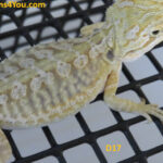 Leatherback Hypo Het Zero/Poss. Het Witblits/Poss. Het Trans