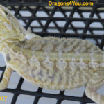 Leatherback Hypo Het Zero/Poss. Het Witblits/Poss. Het Trans