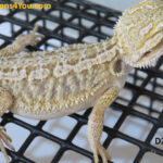 Het Zero Poss Het Hypo/Poss. Het Witblits/Poss. Het Trans
