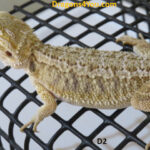 Het Zero Poss Het Hypo/Poss. Het Witblits/Poss. Het Trans