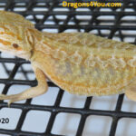 Leatherback Hypo Pos Het Zero Pos Het Witblits Pos Het Trans