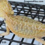 Leatherback Hypo Pos Het Zero Pos Het Witblits Pos Het Trans