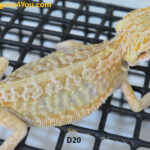Leatherback Hypo Pos Het Zero Pos Het Witblits Pos Het Trans
