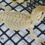 Het Zero Poss Het Hypo/Poss. Het Witblits/Poss. Het Trans