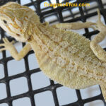 Het Zero Poss Het Hypo/Poss. Het Witblits/Poss. Het Trans