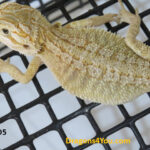 Het Zero Poss Het Hypo/Poss. Het Witblits/Poss. Het Trans