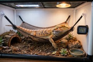 Bearded Dragons for sale