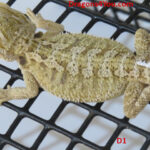 Bearded Dragons for Sale