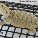 Bearded Dragons for Sale