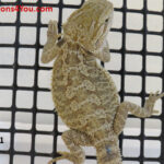 Bearded Dragons for Sale