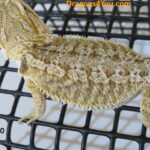 Bearded Dragons for Sale