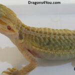 Bearded Dragons | Dragons4You