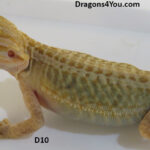 Bearded Dragons | Dragons4You