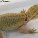 Bearded Dragons | Dragons4You