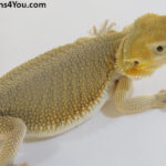 Bearded Dragons | Dragons4You