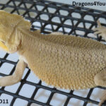 Bearded Dragons from Dragons4You