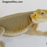 Bearded Dragons | Dragons4You