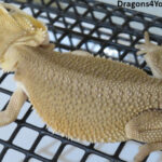 Bearded Dragons from Dragons4You