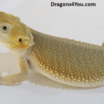 Bearded Dragons | Dragons4You