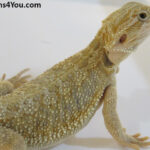 Bearded Dragons | Dragons4You