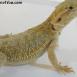 Bearded Dragons | Dragons4You
