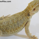 Bearded Dragons | Dragons4You
