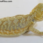 Bearded Dragons | Dragons4You