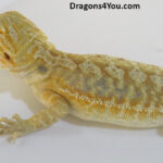 Bearded Dragons | Dragons4You