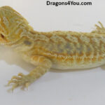 Bearded Dragons | Dragons4You