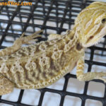 Leatherback Het Zero Poss Het Hypo/Poss. Het Witblits/Poss. Het Trans