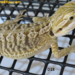 Leatherback Het Zero Poss Het Hypo/Poss. Het Witblits/Poss. Het Trans